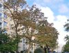 Robinienstraße 13, 01169 Dresden
